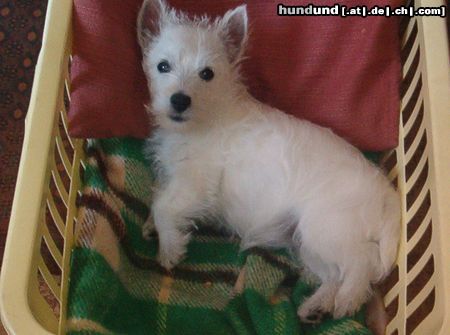 West Highland White Terrier Susi gerade aufgewacht!!!