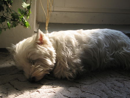 West Highland White Terrier Dangy (7)