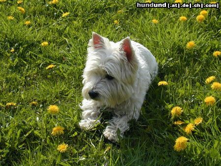 West Highland White Terrier Perry im Alter von 11 Jahren