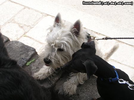 West Highland White Terrier ich will da hinauf!