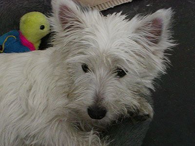 West Highland White Terrier