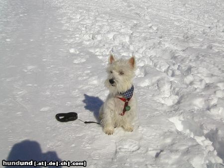 West Highland White Terrier Viele Grüsse aus dem Schnee!