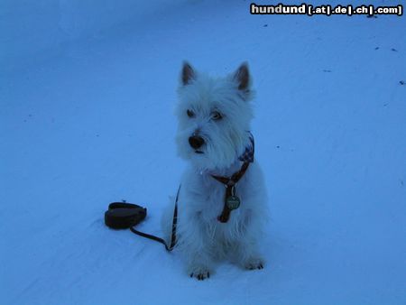 West Highland White Terrier Listo im Schnee!