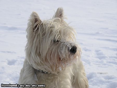 West Highland White Terrier Ushi de la Combe Berail, genannt Idefix, mit eineinhalb Jahren im letzten Winter