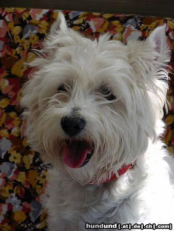 West Highland White Terrier Unser aller Liebling...wer kann diesem süssen Gesicht schon widerstehen?