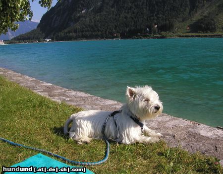 West Highland White Terrier Listo beim Sonnenbaden!