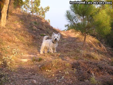 West Highland White Terrier Idefix kann es nie schnell genug gehen