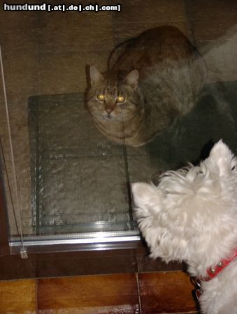 West Highland White Terrier Wenn ich eine Katze seh`...ohweh...ohweh !!!