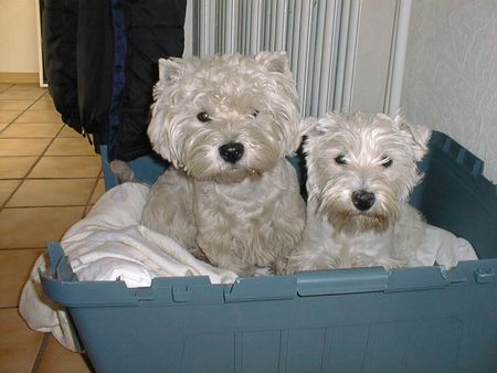 West Highland White Terrier Mozart (links) mit Freundin Shelly