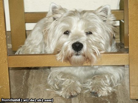 West Highland White Terrier Flip beim meditieren