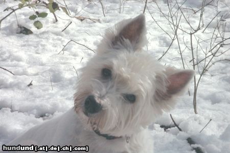 West Highland White Terrier Tammy im Schnee