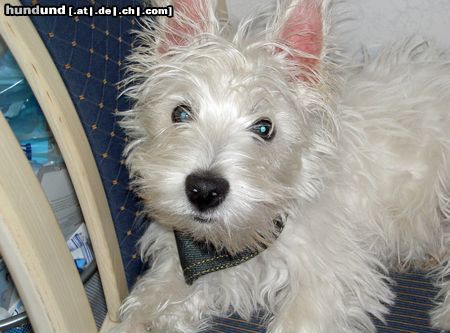 West Highland White Terrier Musst du mich fotografieren?