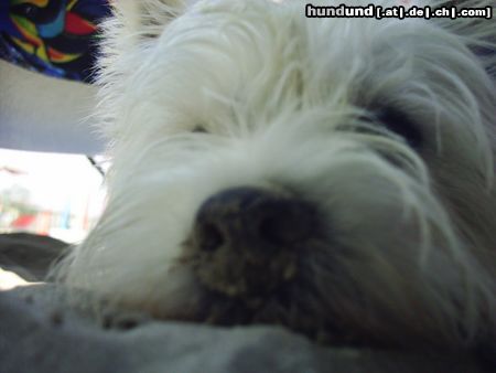 West Highland White Terrier Snoopy Urlaub in Italien, ich will meine ruhe