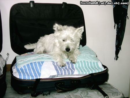 West Highland White Terrier Snoopy Urlaub in Italien