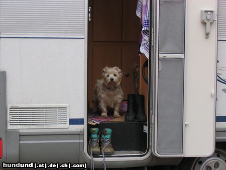 West Highland White Terrier Biene 4 Jahre wann geht es endlich los