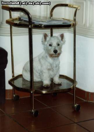 West Highland White Terrier Gioa Snow-Star als Welpe in der Privatkutsche