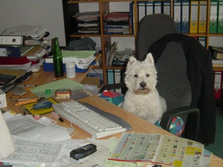 West Highland White Terrier Rambo bei der Arbeit