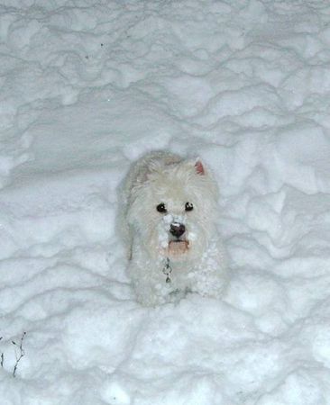 West Highland White Terrier Rambo