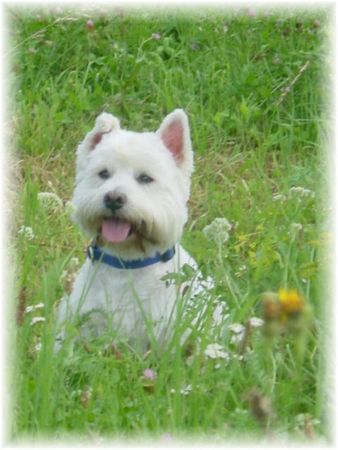 West Highland White Terrier Rambo