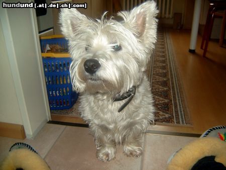 West Highland White Terrier Charlie