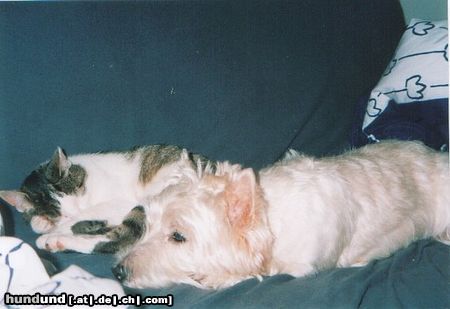 West Highland White Terrier Freunde unter sich