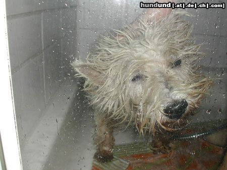 West Highland White Terrier Struppi haßt waschen!