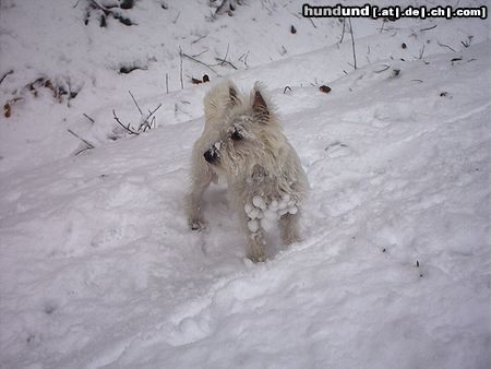 West Highland White Terrier Sally im Schnee