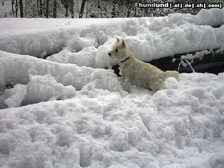 West Highland White Terrier