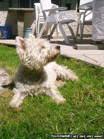 West Highland White Terrier Shiva ganz eingebildet.......