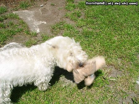 West Highland White Terrier Jetzt wird kräftig geschüttelt!