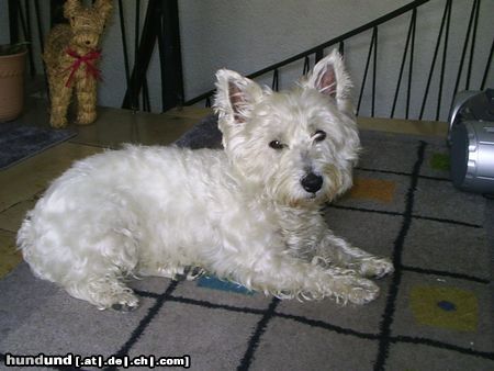 West Highland White Terrier Bin ich nicht schön?