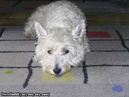 West Highland White Terrier Shiva ganz neugierig.............