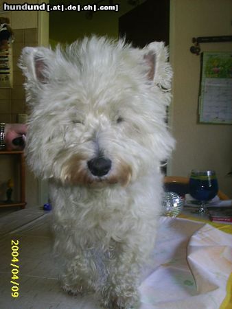 West Highland White Terrier Puh, Shiva frisch gekämmt