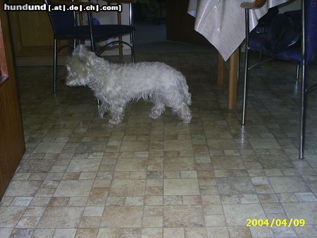 West Highland White Terrier Taps, taps