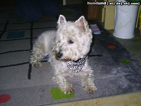 West Highland White Terrier Shiva frisch getrimmt