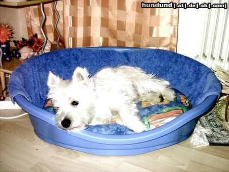 West Highland White Terrier Snoopy der coole