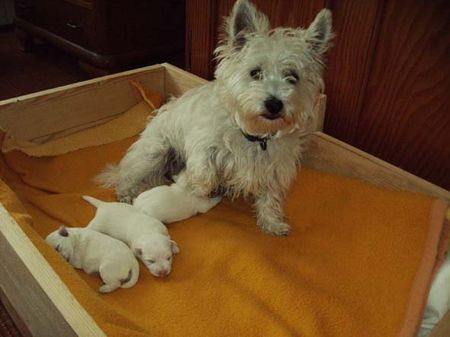 West Highland White Terrier Spike 1 Woche alt