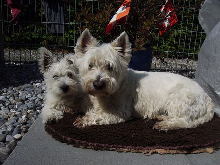 West Highland White Terrier Für unsere Chefin sind wir die Besten.