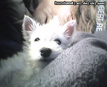 West Highland White Terrier da hier ist unser spikey - 11wochen alt!