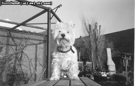 West Highland White Terrier Unsere Spoekie 16 jahre alt