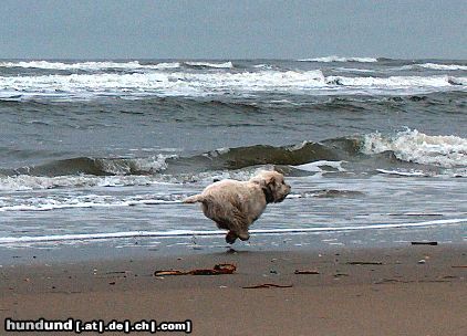 West Highland White Terrier Turbowestie