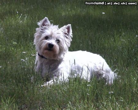 West Highland White Terrier meine Wiese