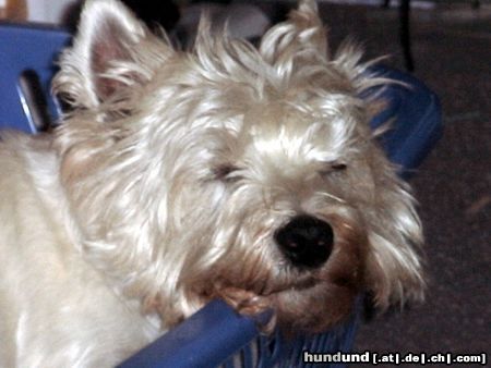 West Highland White Terrier unser Hund Tammy