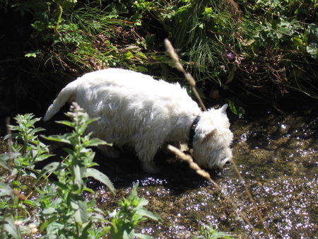 West Highland White Terrier Rocky (10 Jahre) auf Wanderung im Gebirge