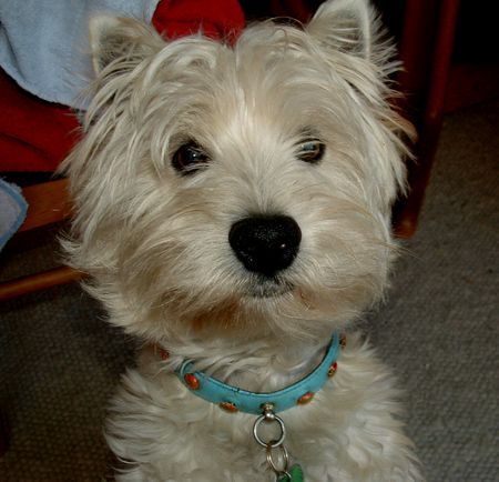 West Highland White Terrier Das ist mein Westie Terry