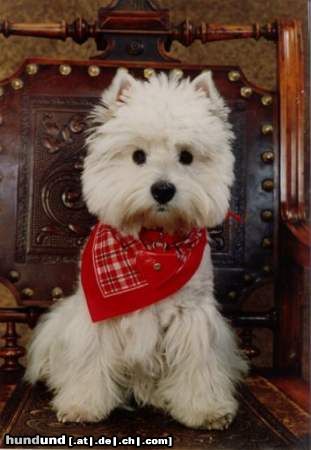 West Highland White Terrier Ulli Snow-Star