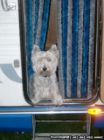 West Highland White Terrier Hercules passt auf