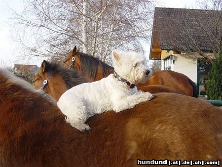 West Highland White Terrier