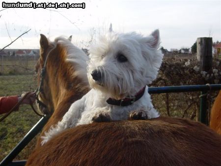 West Highland White Terrier Cinderella 12,5 Jahre jung,gesund,fit und munter,reitet für ihr Leben gerne !