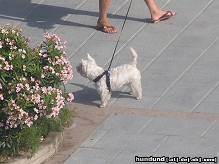 West Highland White Terrier in Spanien (Marbella)